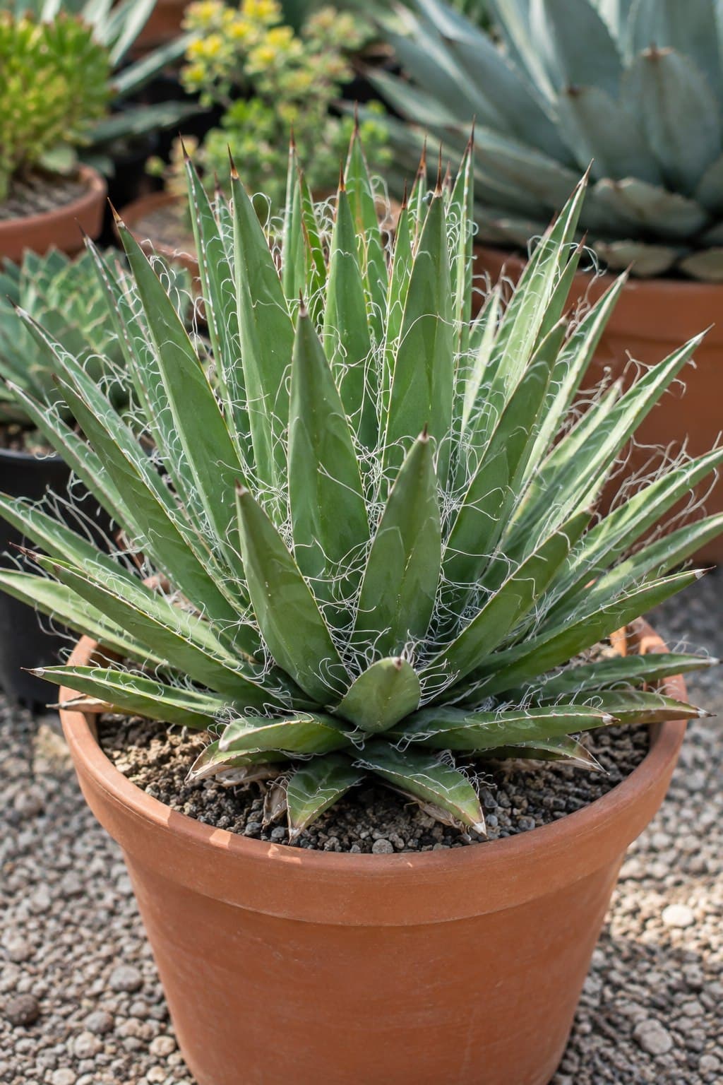 Agave filifera