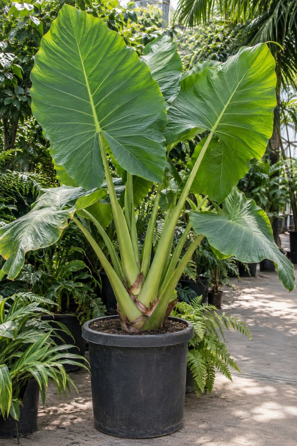 Alocasia gigante