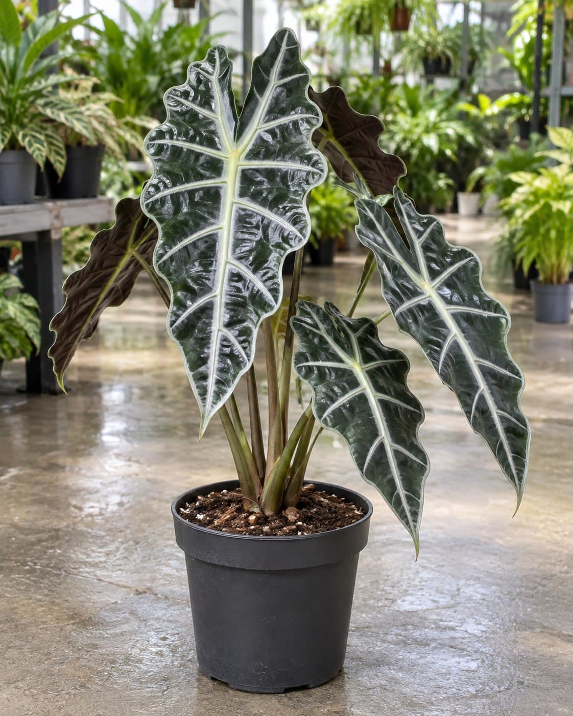 Alocasia Polly