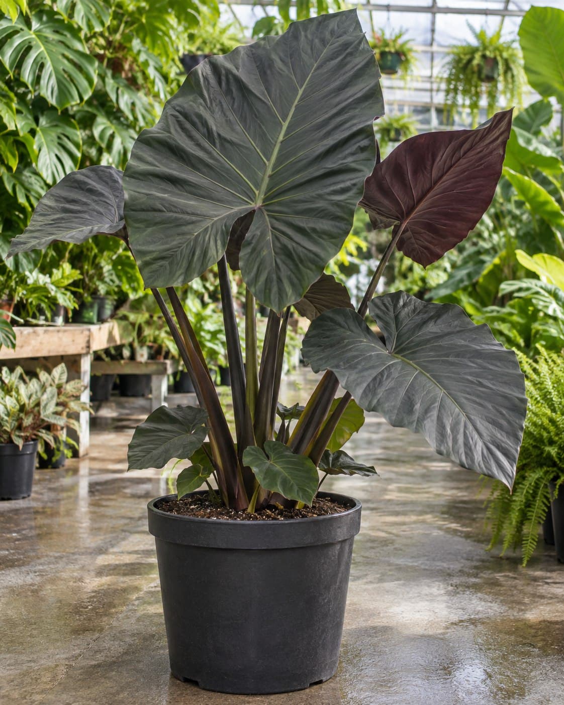 Alocasia Regal Shields