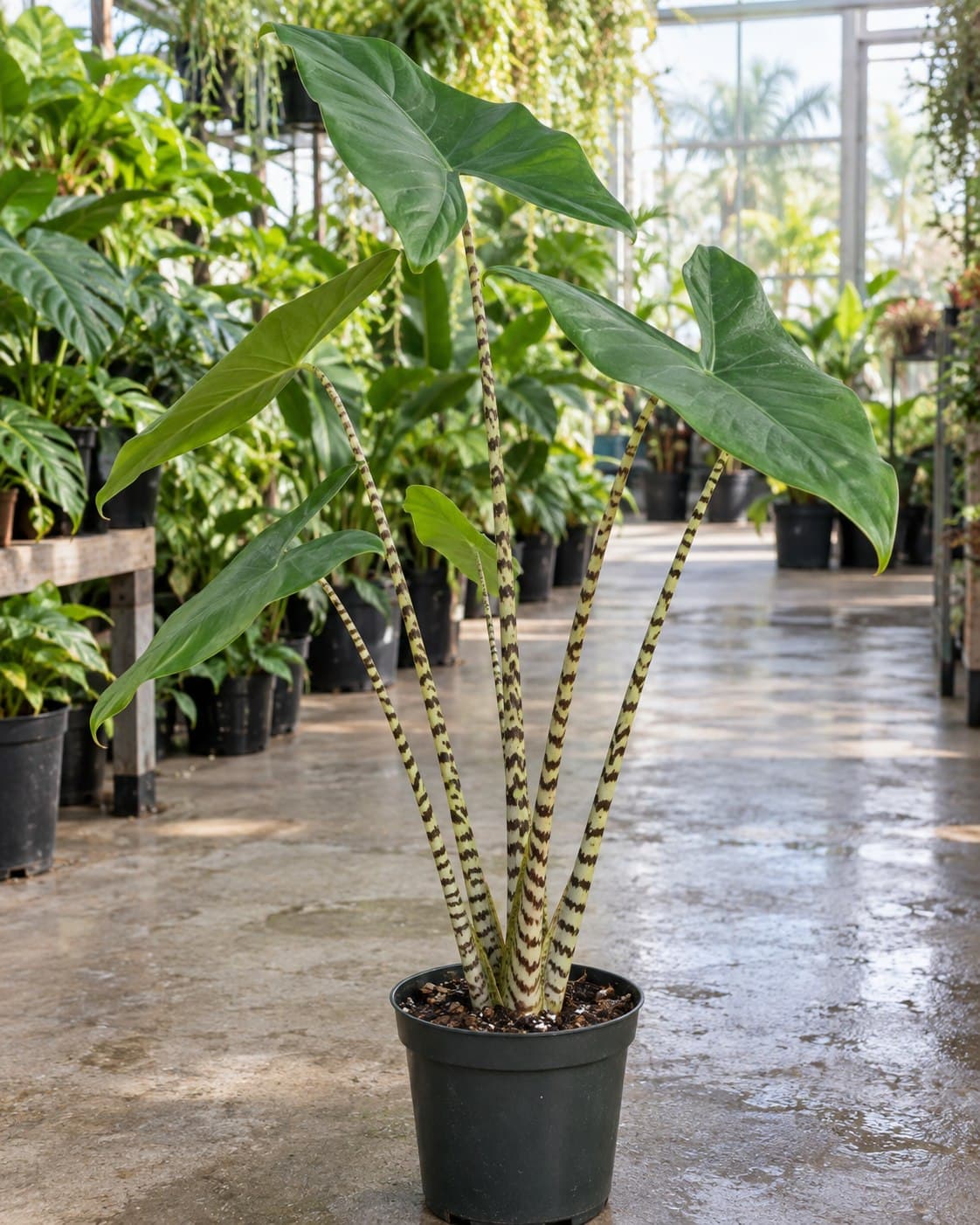 Alocasia zebrina