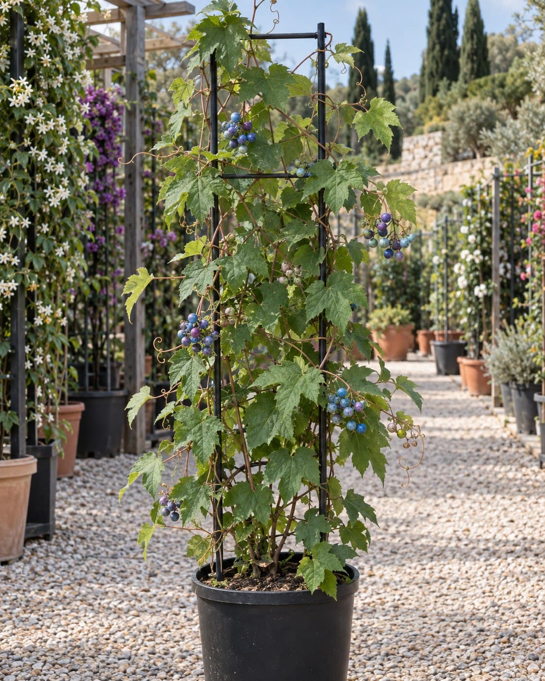 Ampelopsis