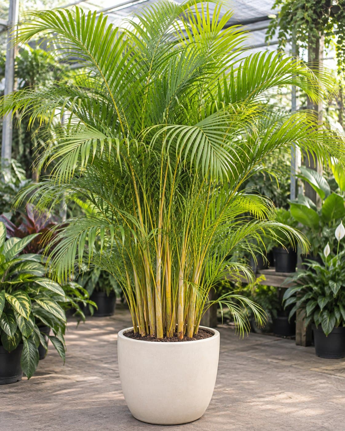 Areca