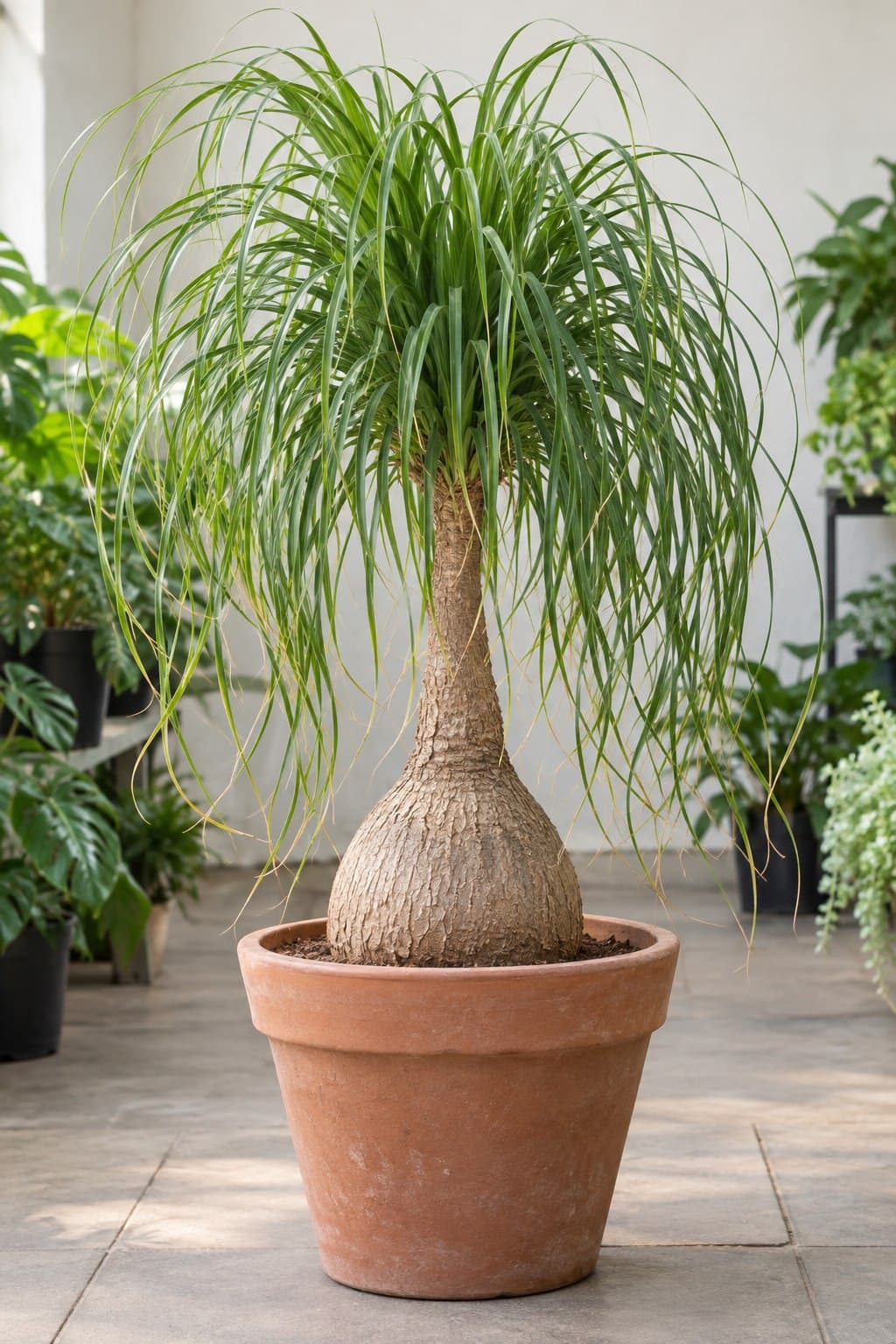 Beaucarnea