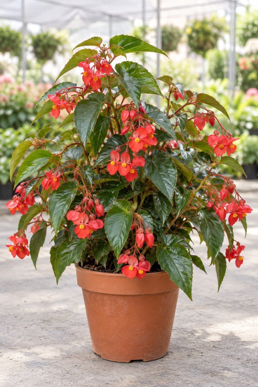 Begonia Dragon Wing