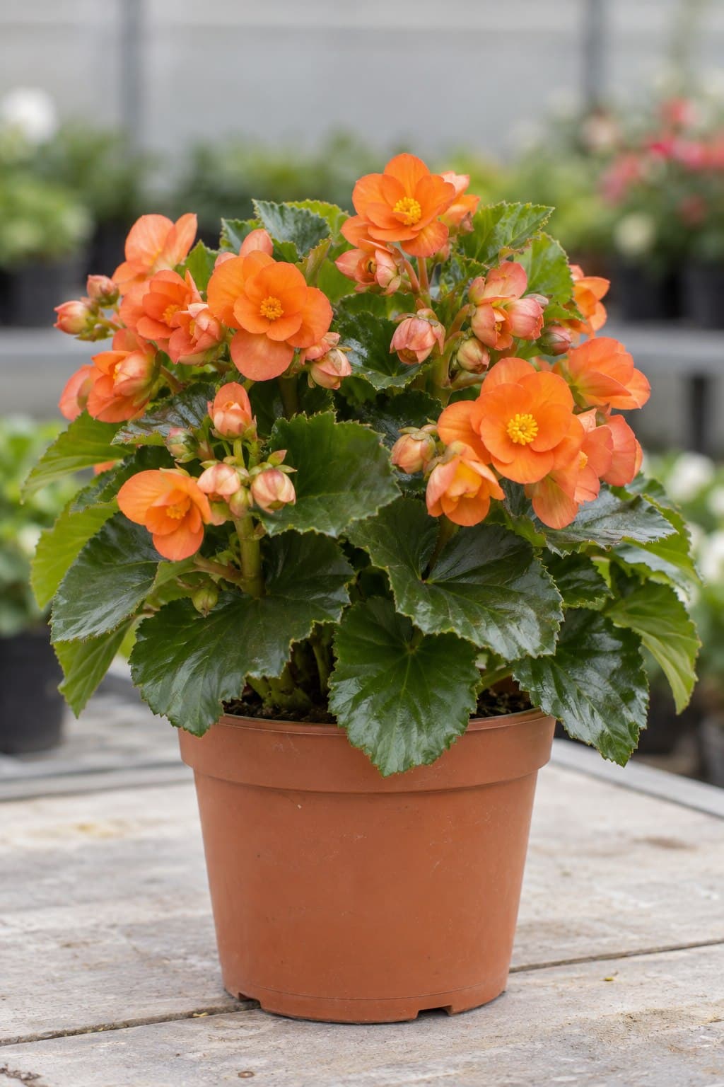 Begonia elatior