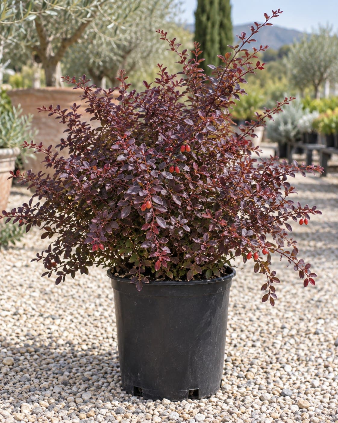 Berberis