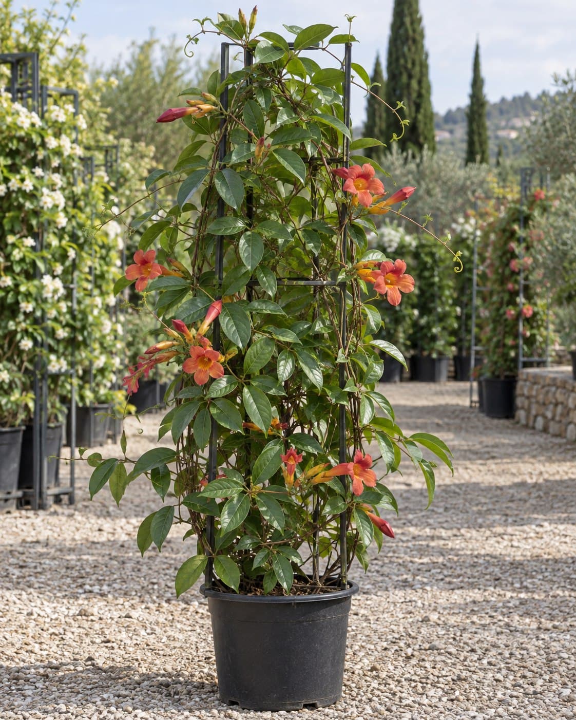 Bignonia