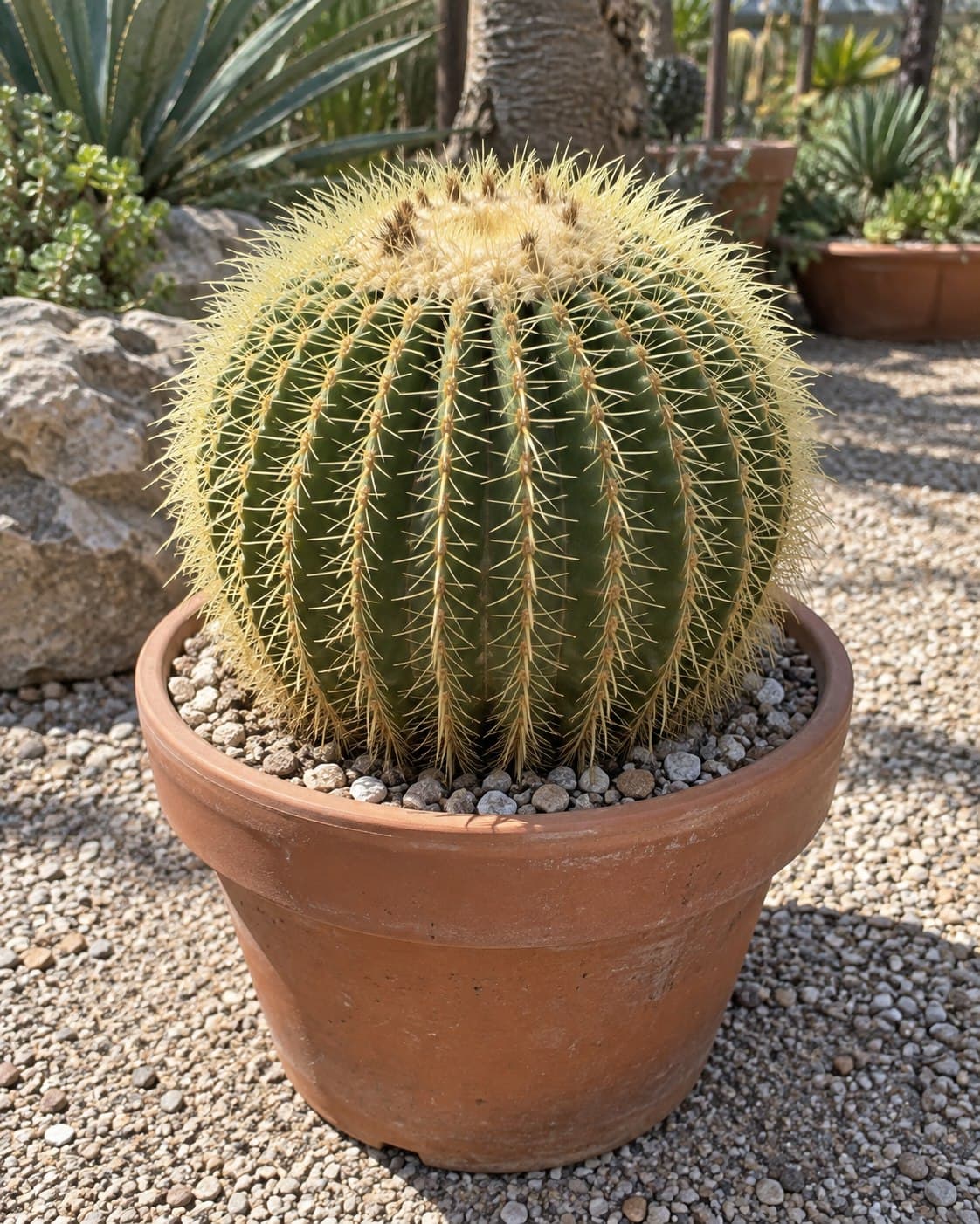 Cactus erizo