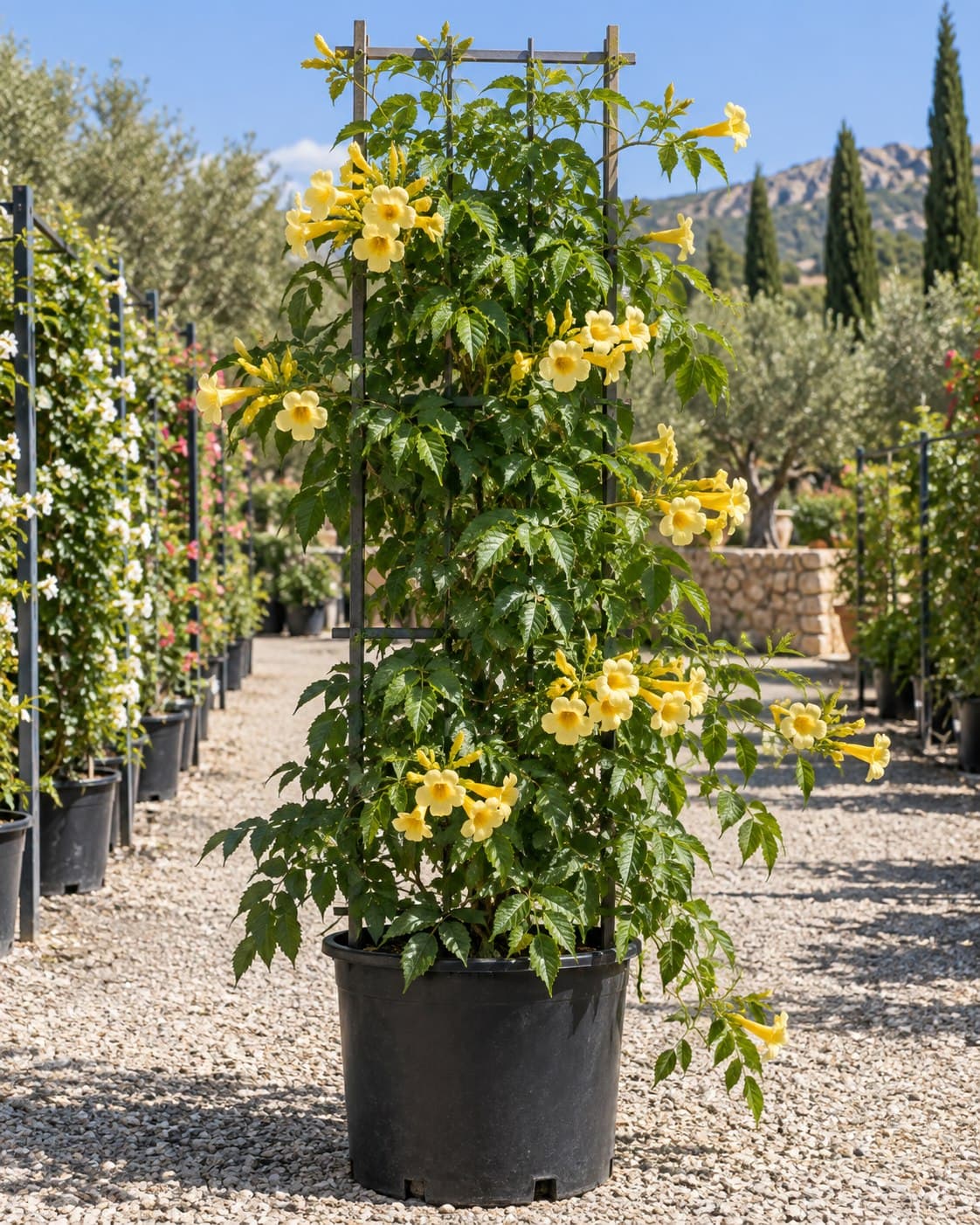 Campsis Flava