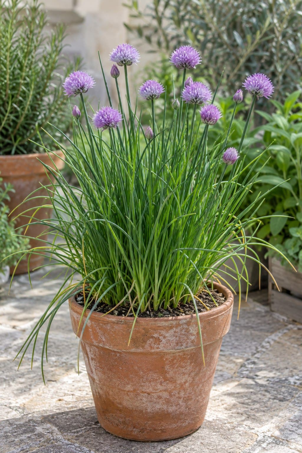 Cebollino