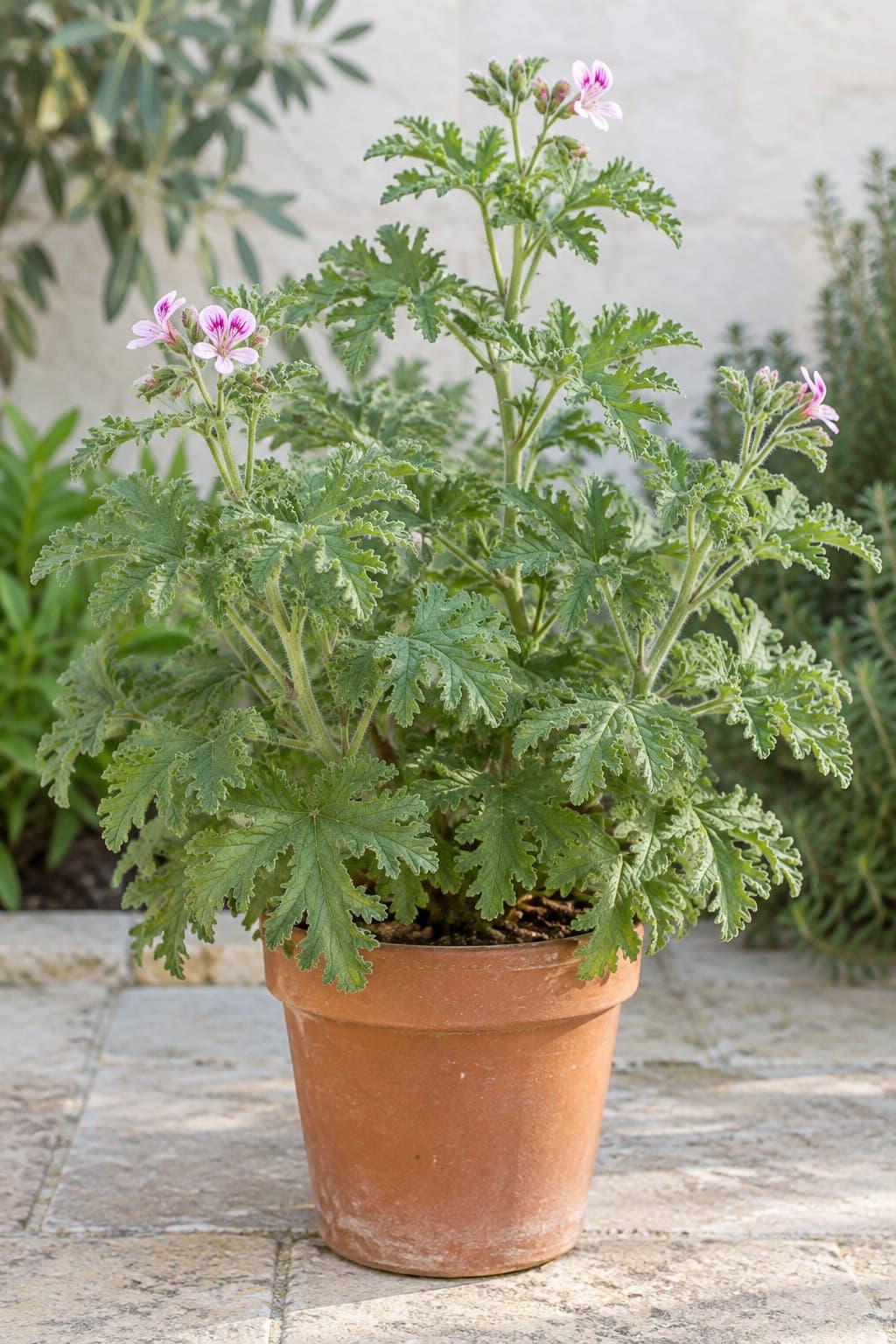Citronela (geranio de olor)