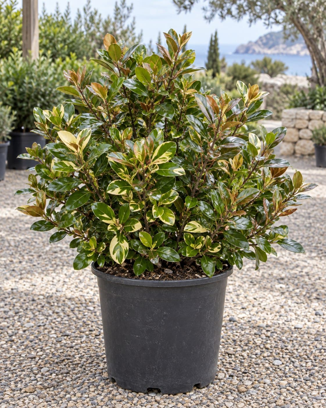 Coprosma