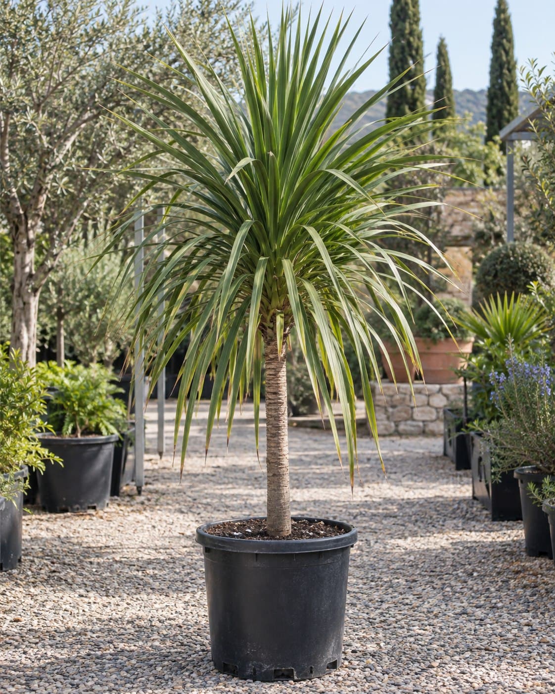 Cordyline