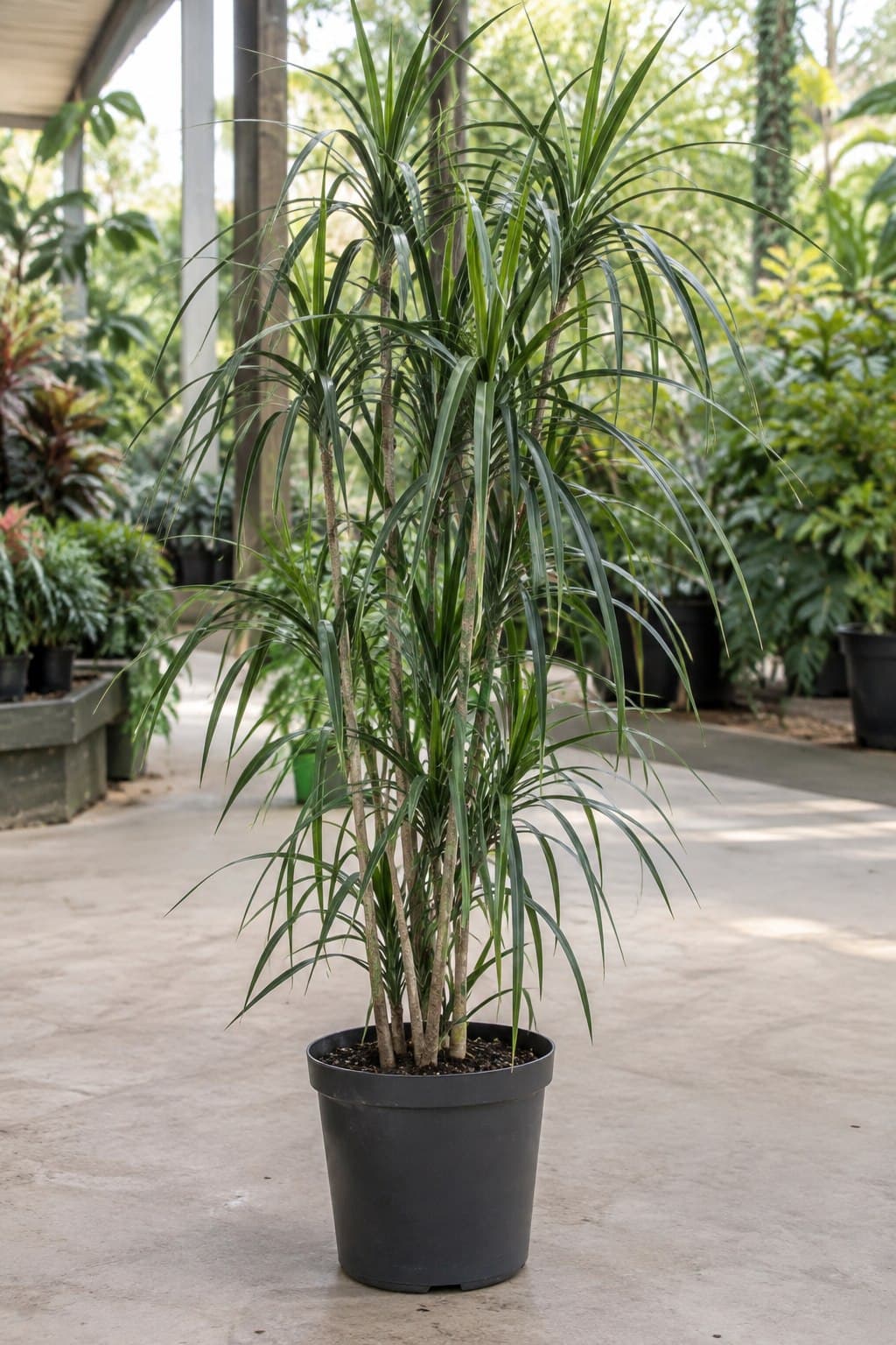 Cordyline stricta