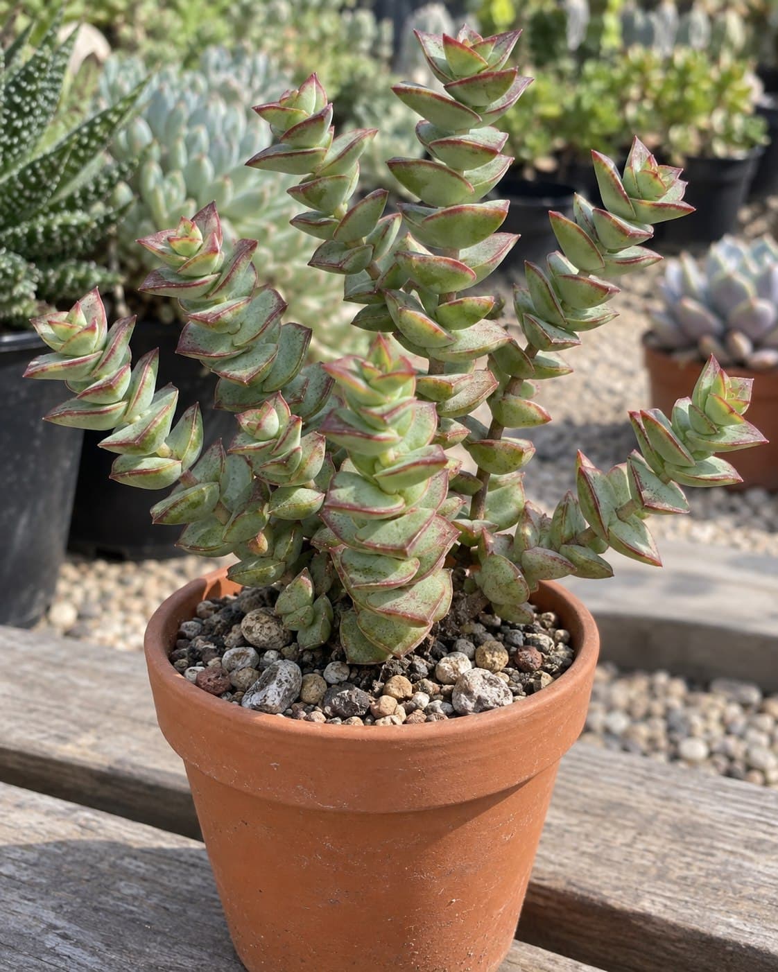 Crassula perforata