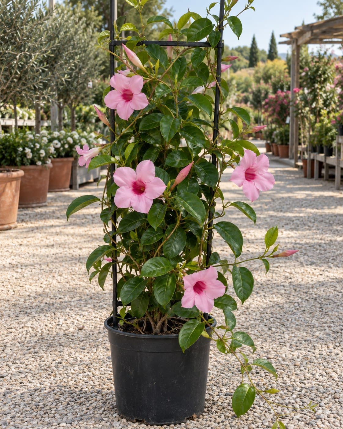 Dipladenia amabilis