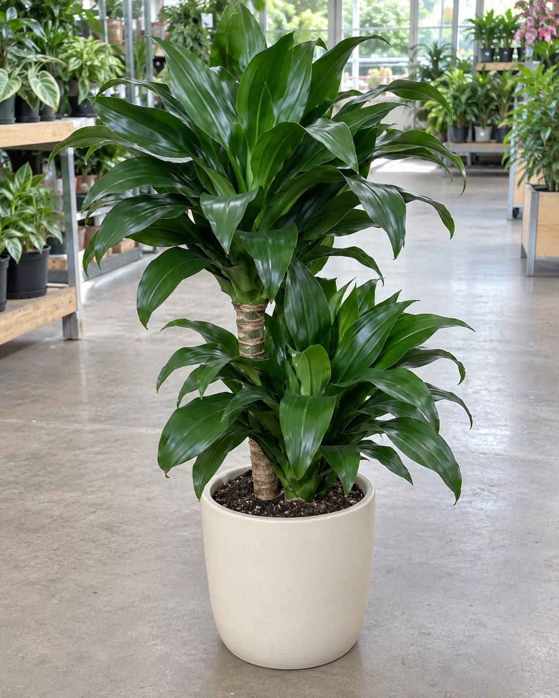 Dracaena Compacta