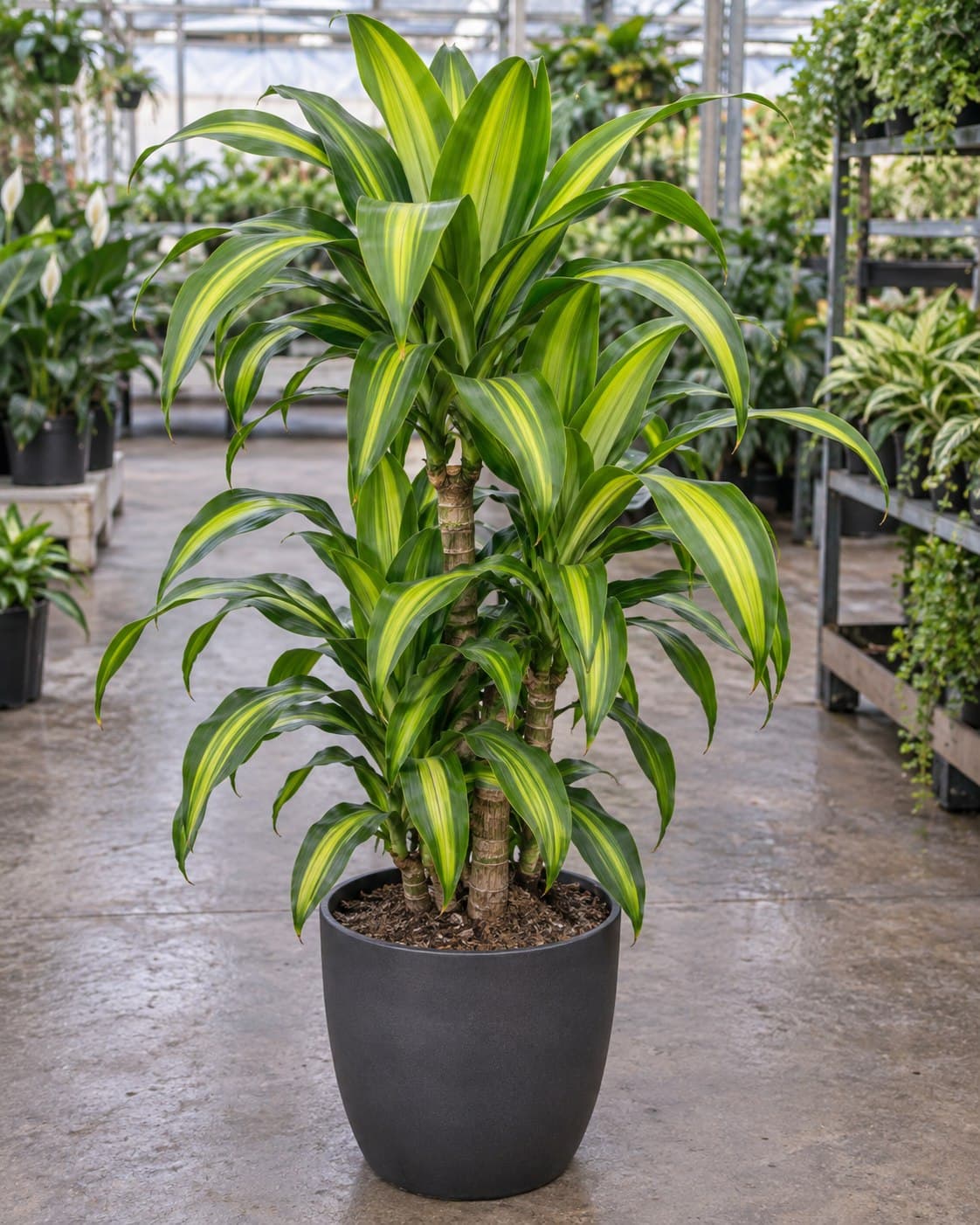 Dracaena Lemon Lime