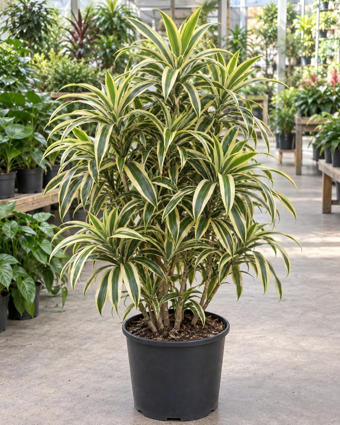 Dracaena Song of India