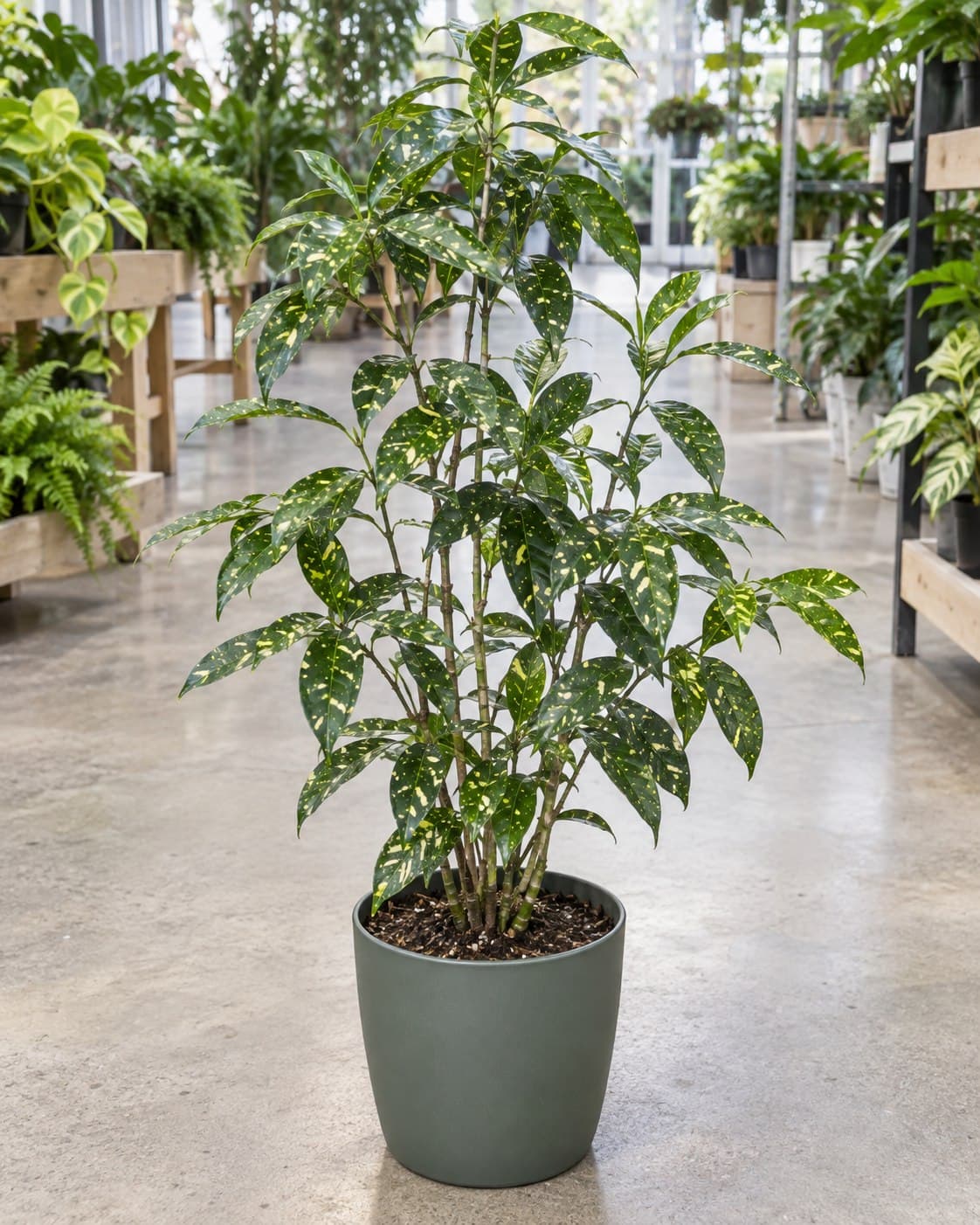 Dracaena surculosa