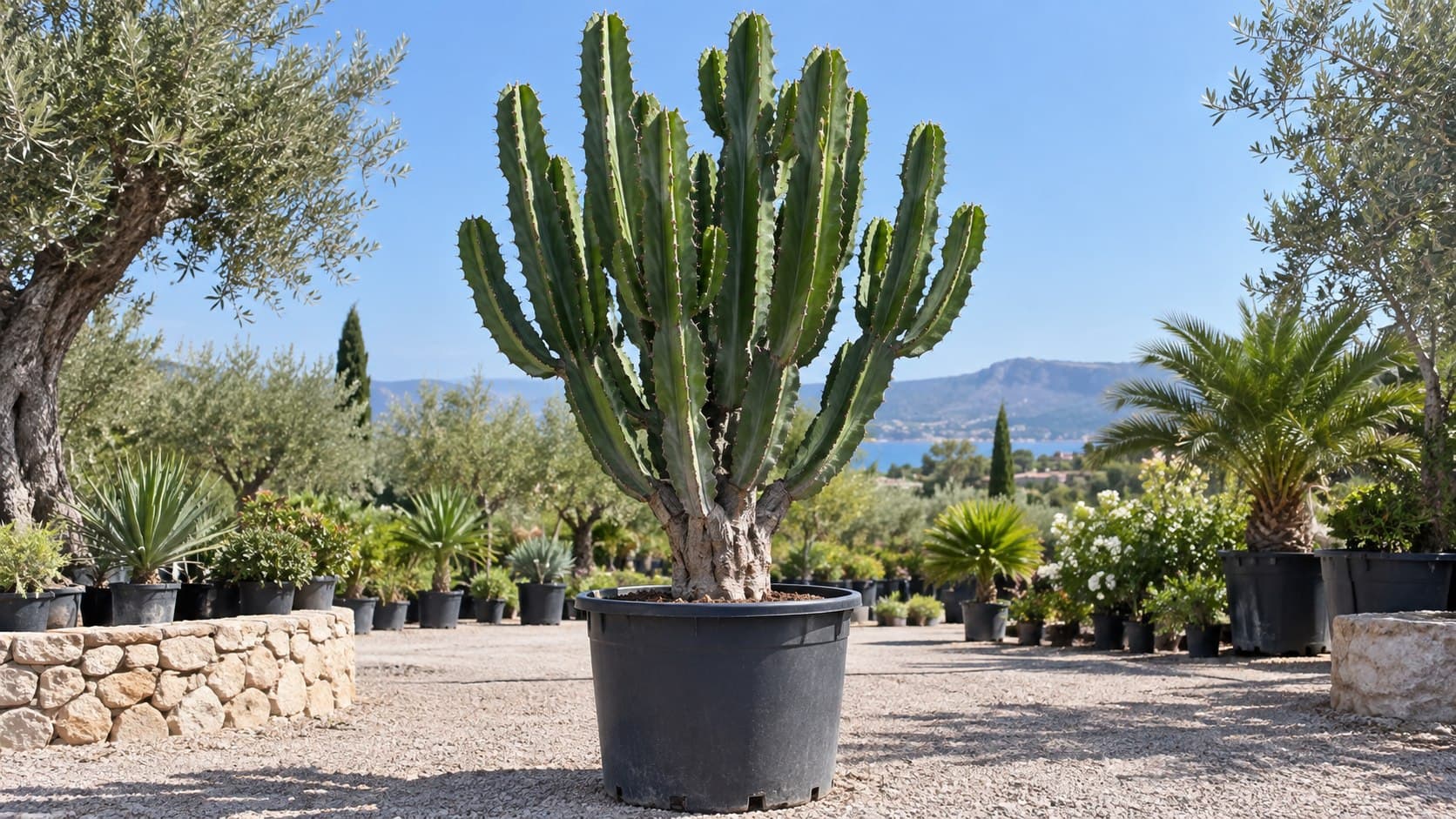 Euphorbia candelabro