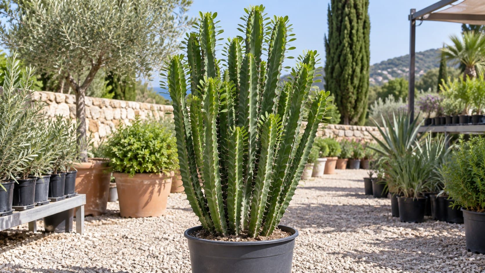 Euphorbia trigona