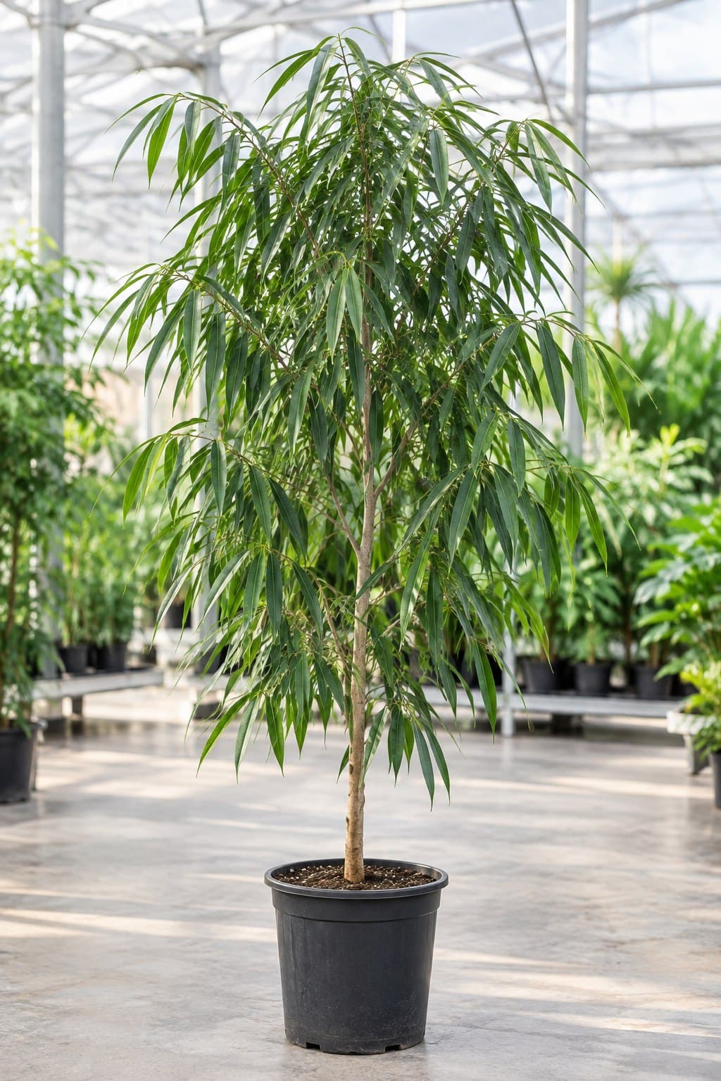 Ficus Alii