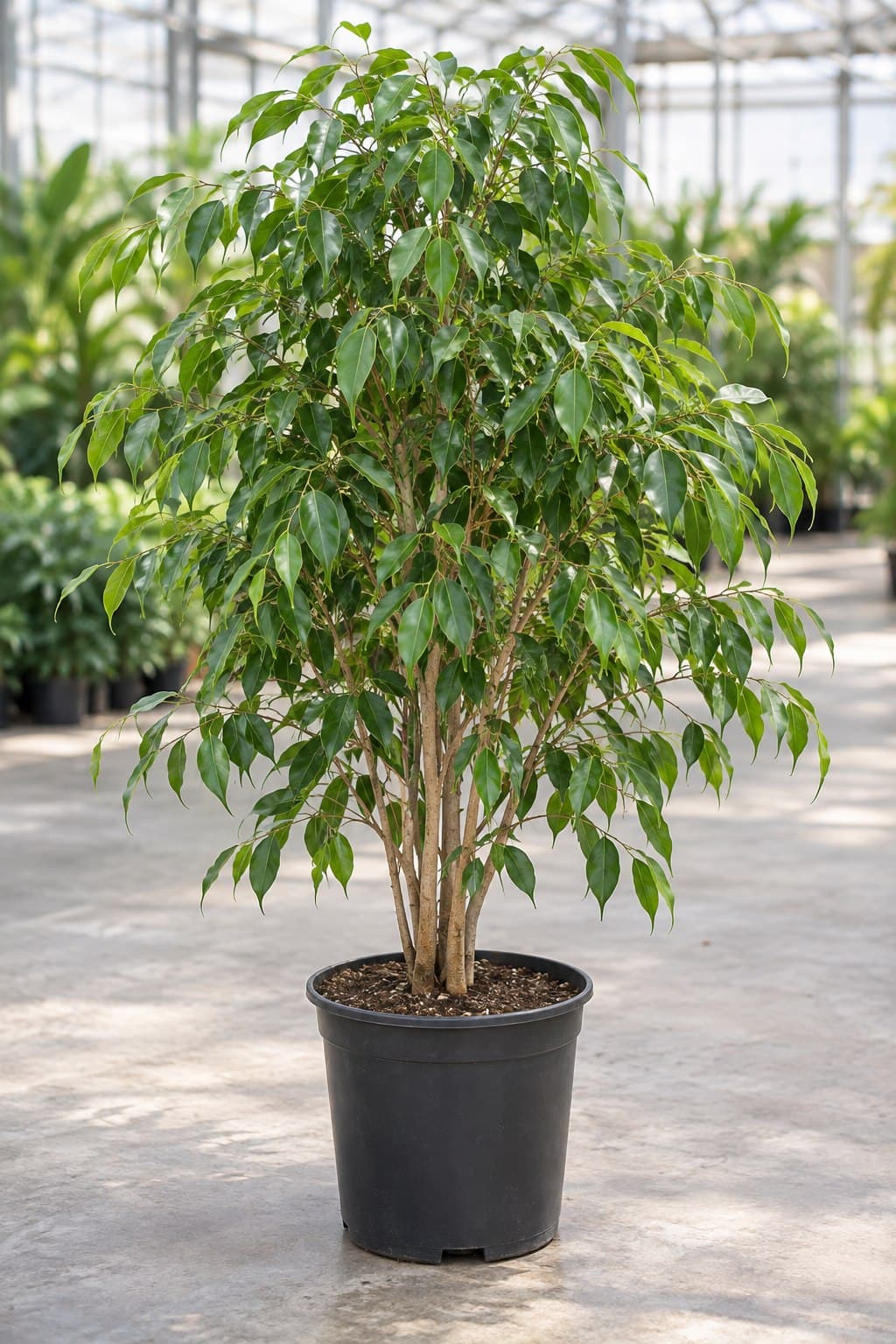 Ficus benjamina