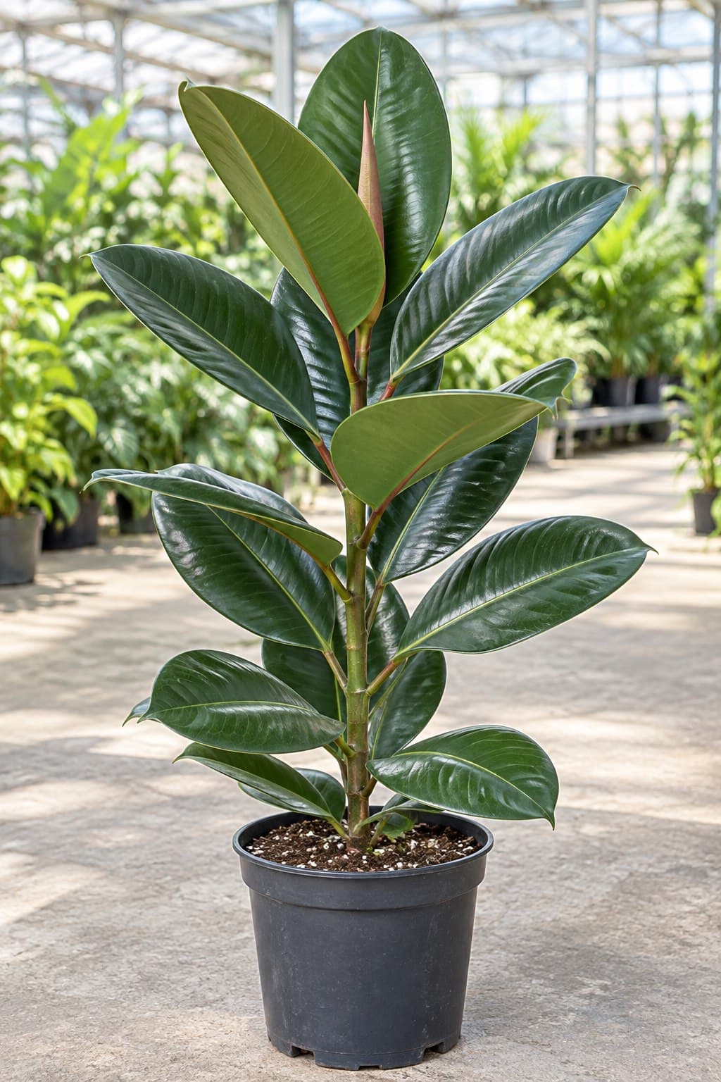 Ficus elastica Robusta