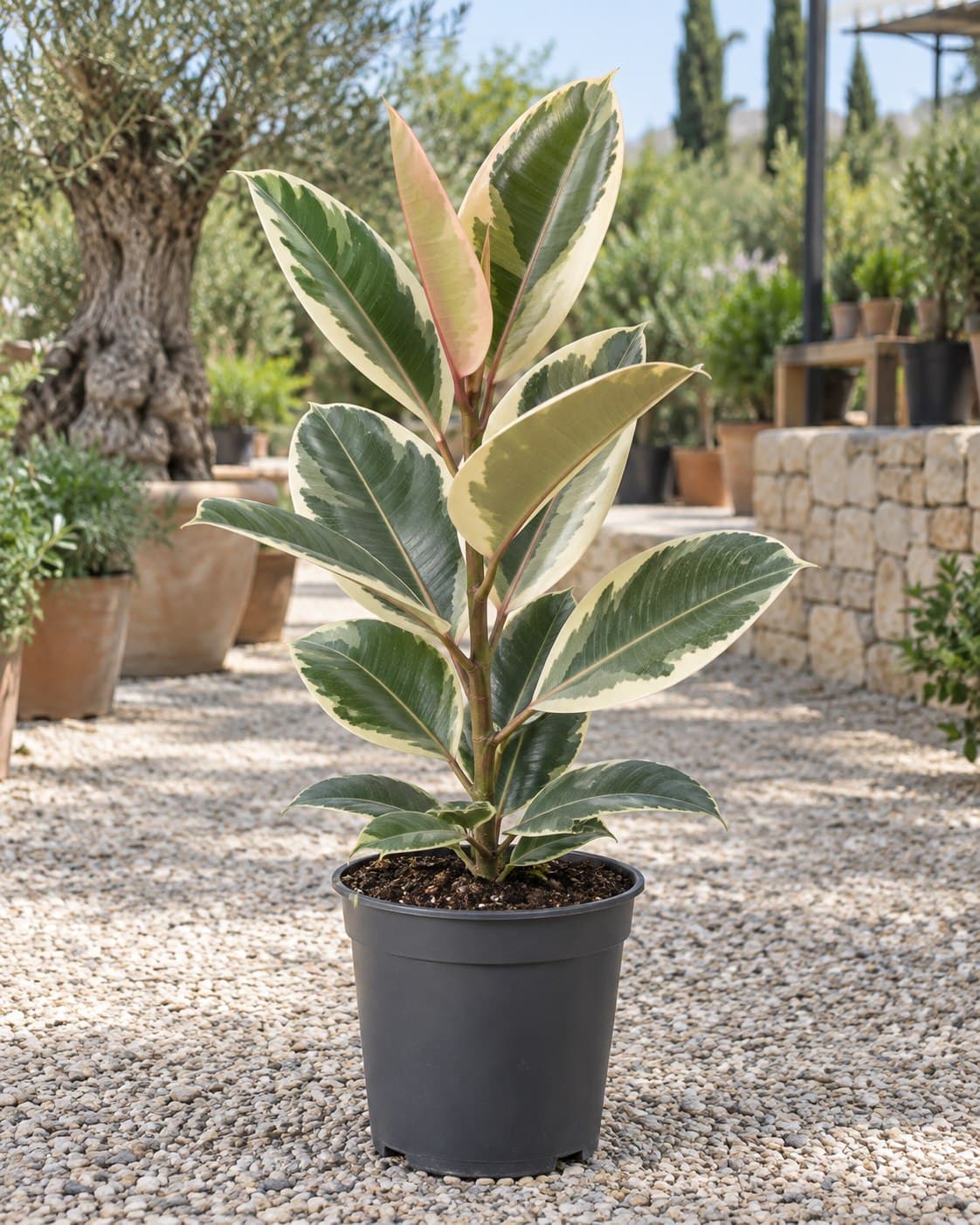 Ficus elastica Tineke