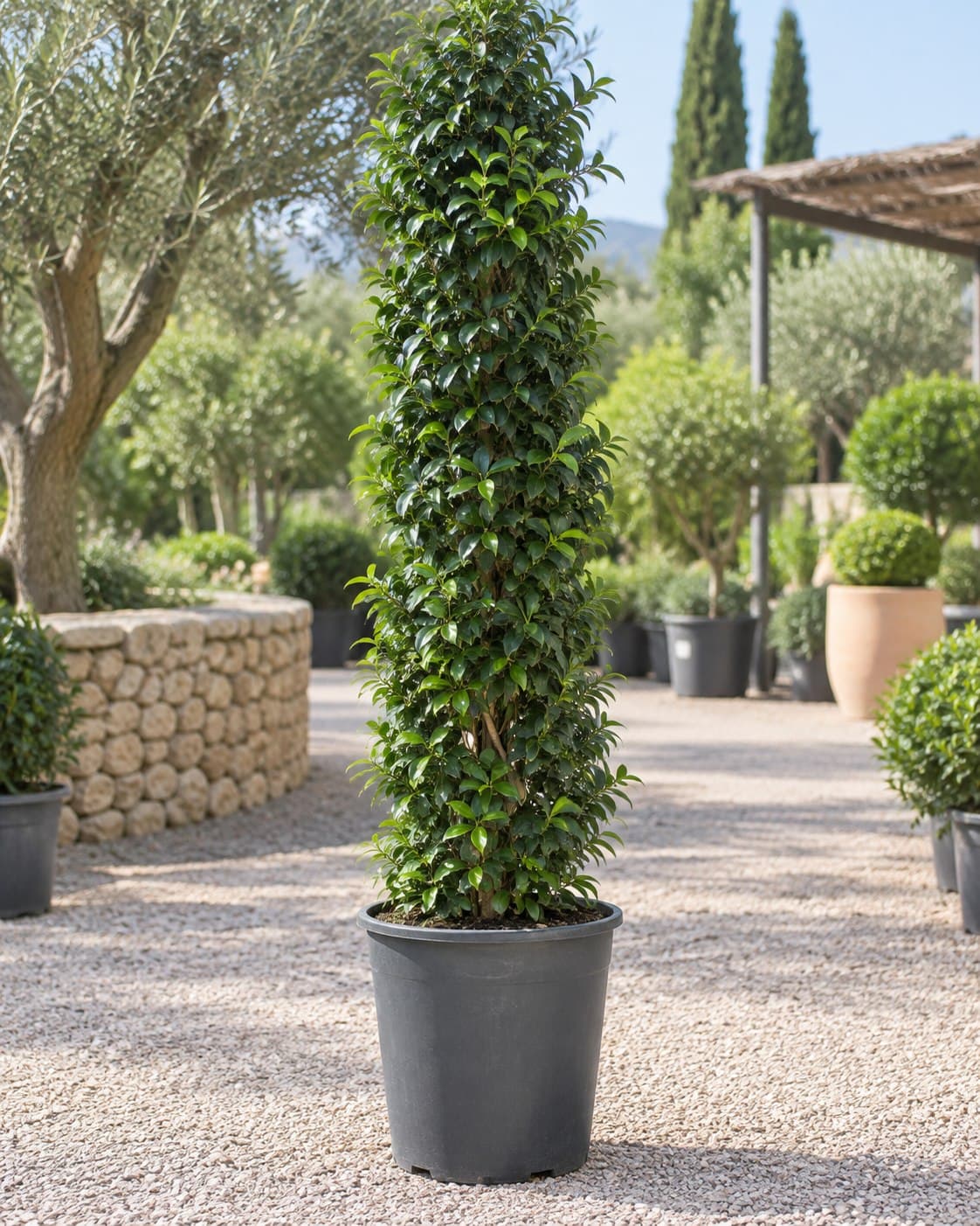 Ficus formado en tótem