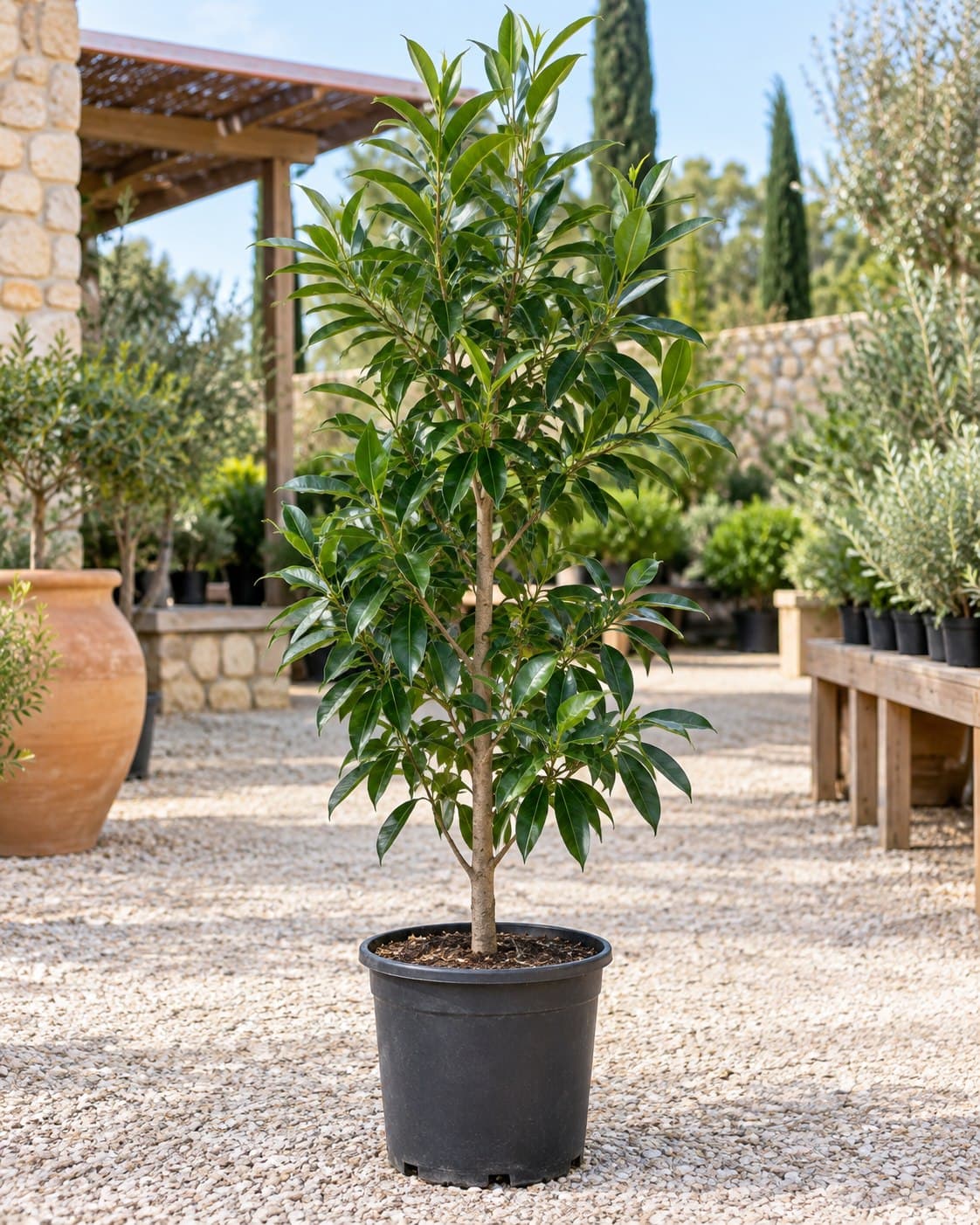 Ficus stricta