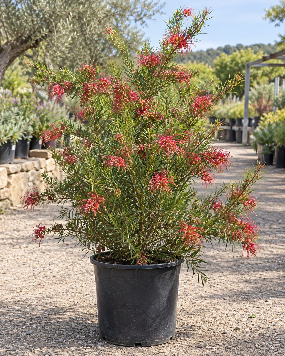 Grevillea