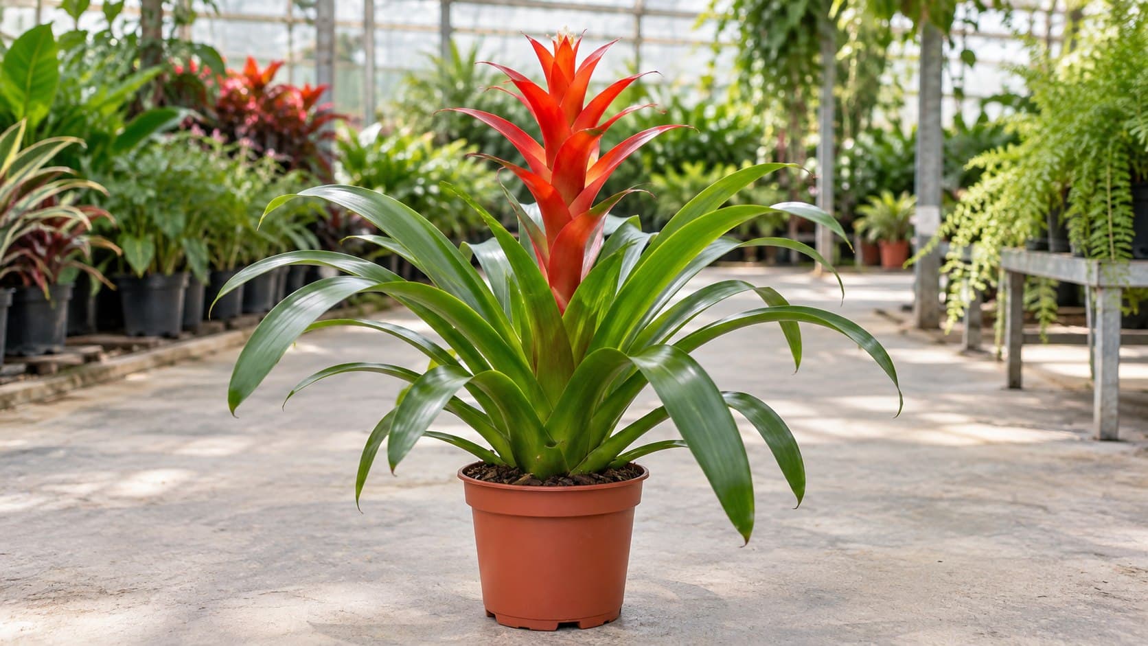 Guzmania
