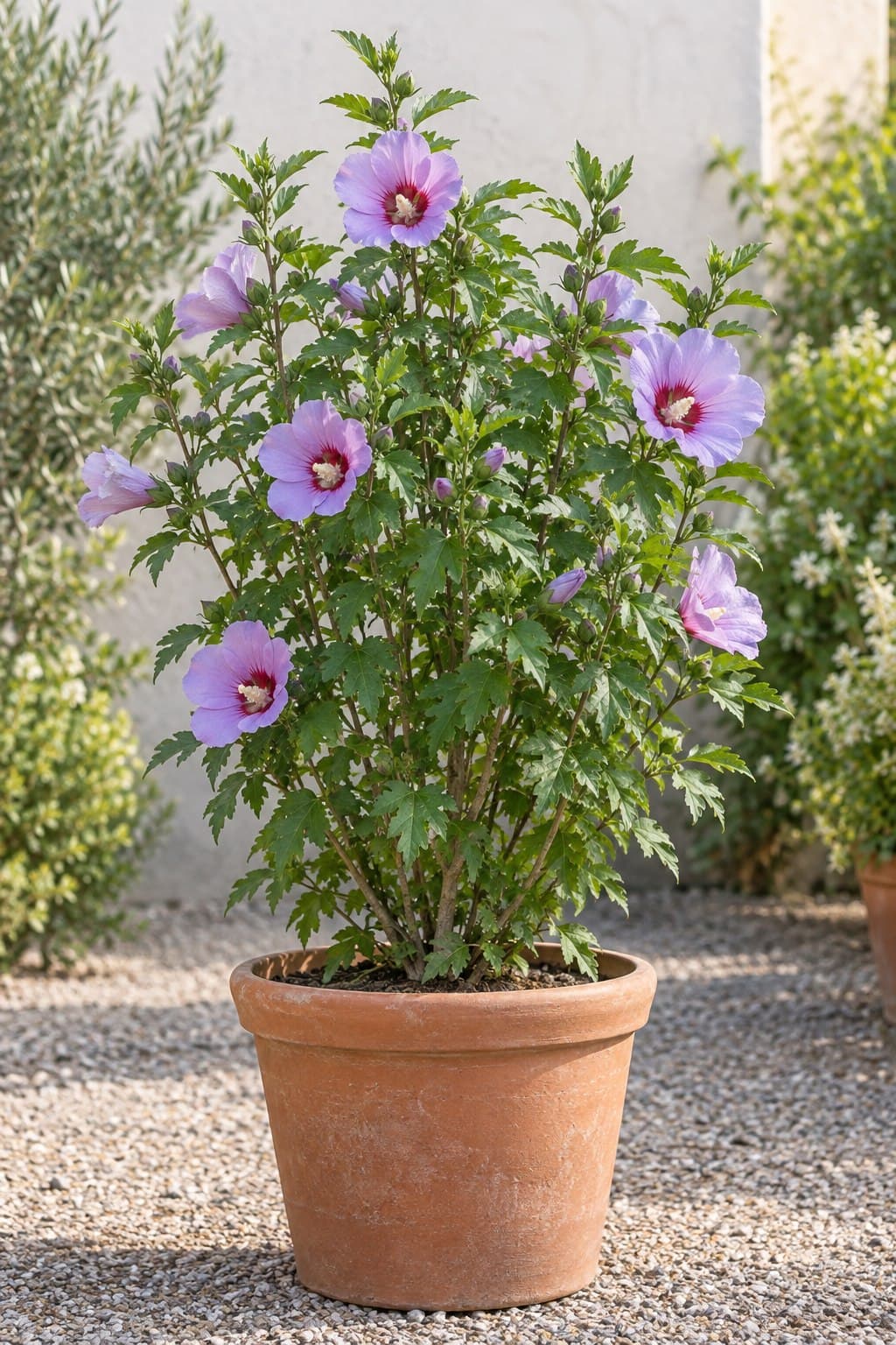 Hibisco arbustivo