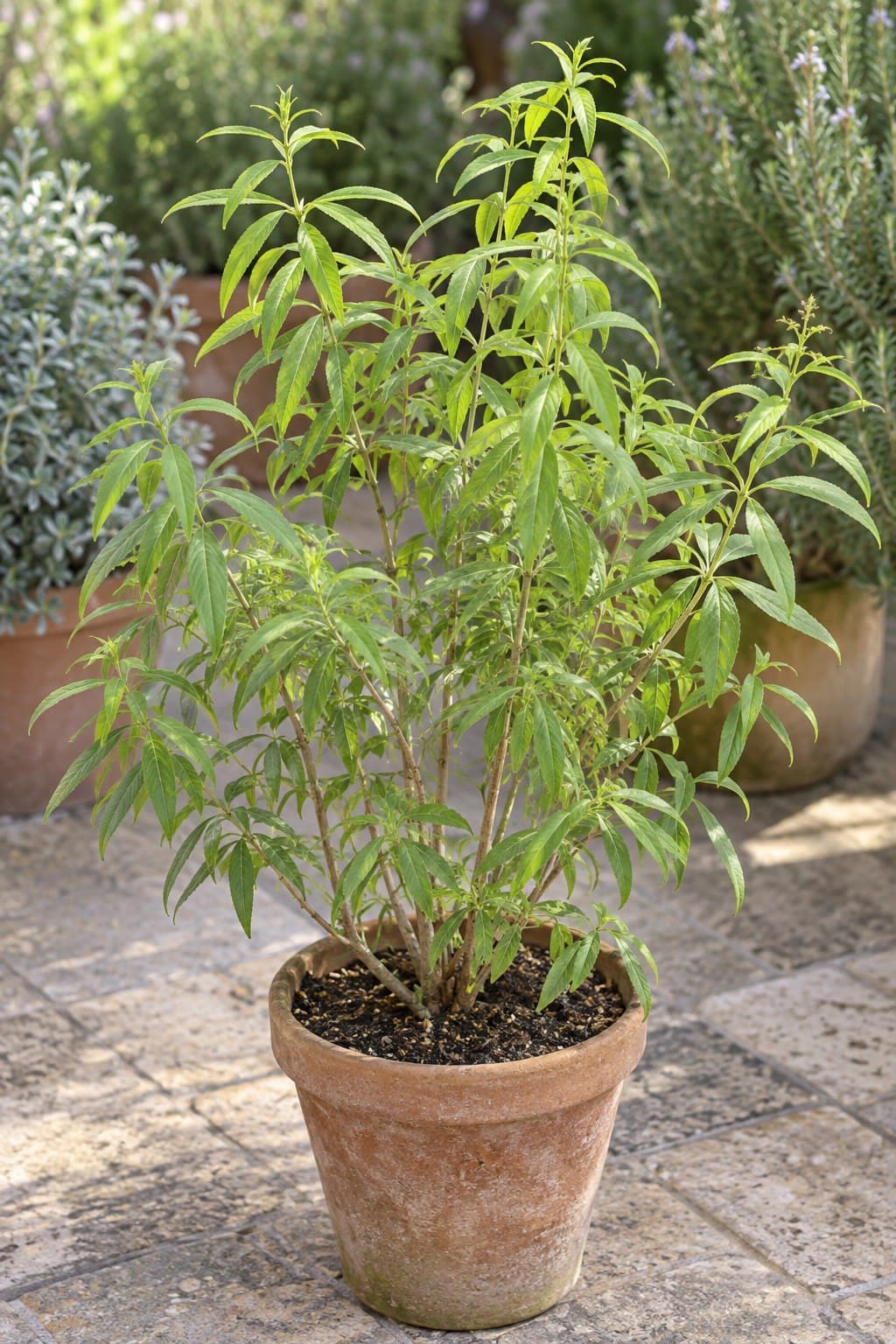 Hierba luisa