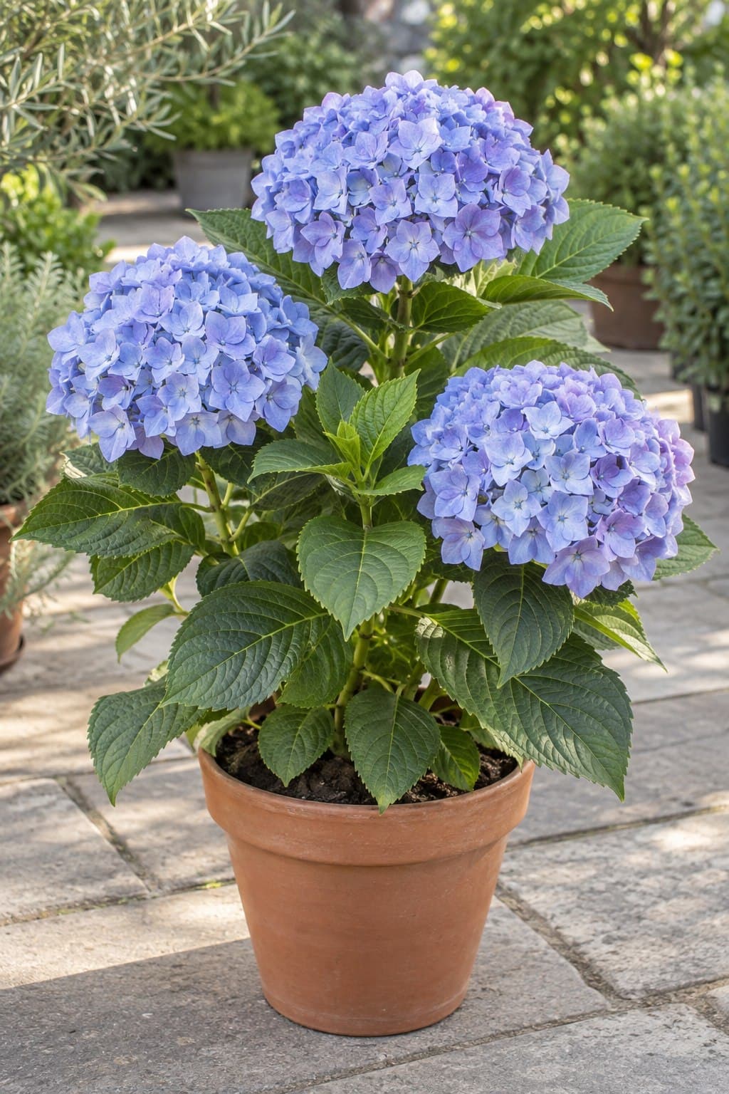 Hortensia