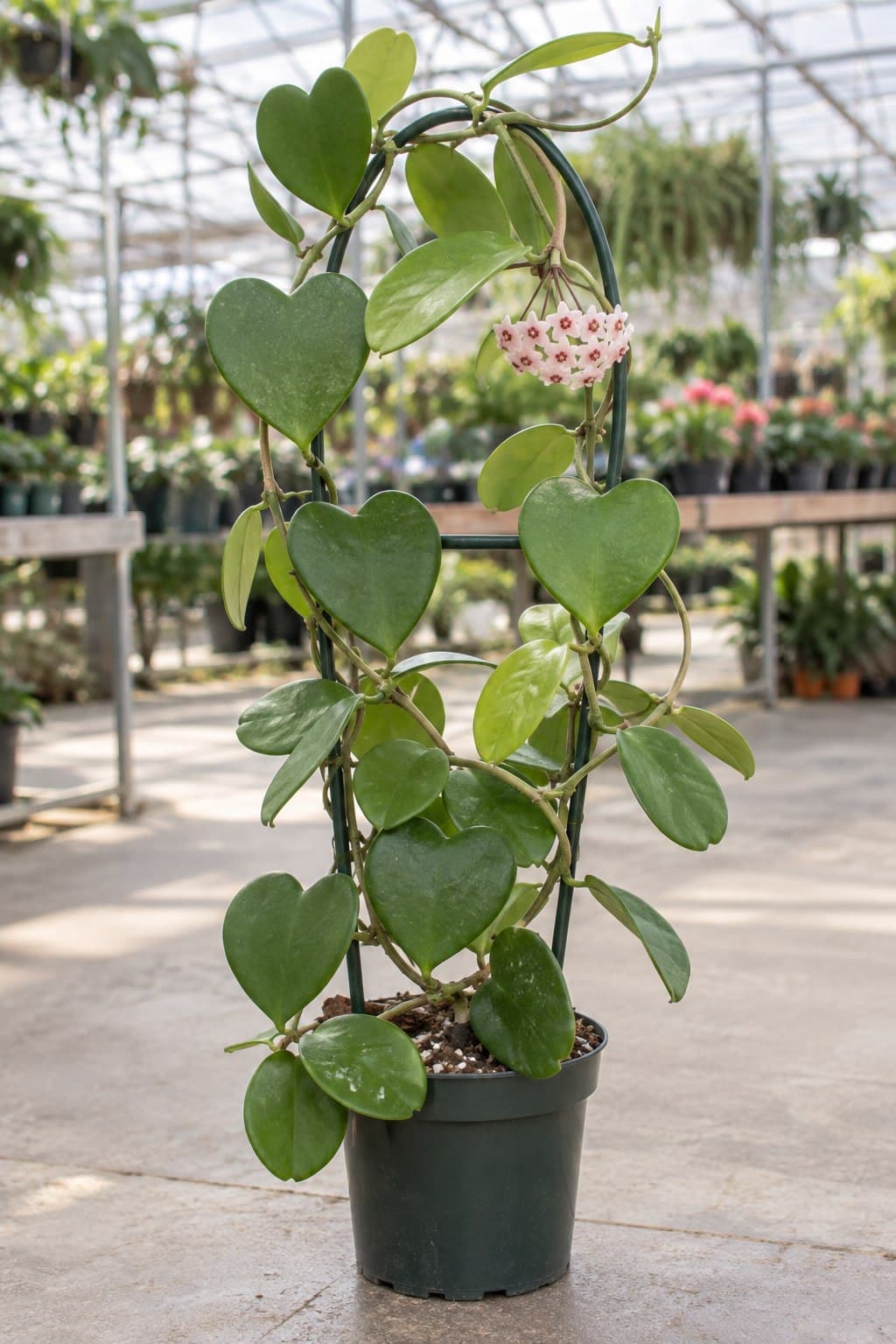 Hoya kerrii