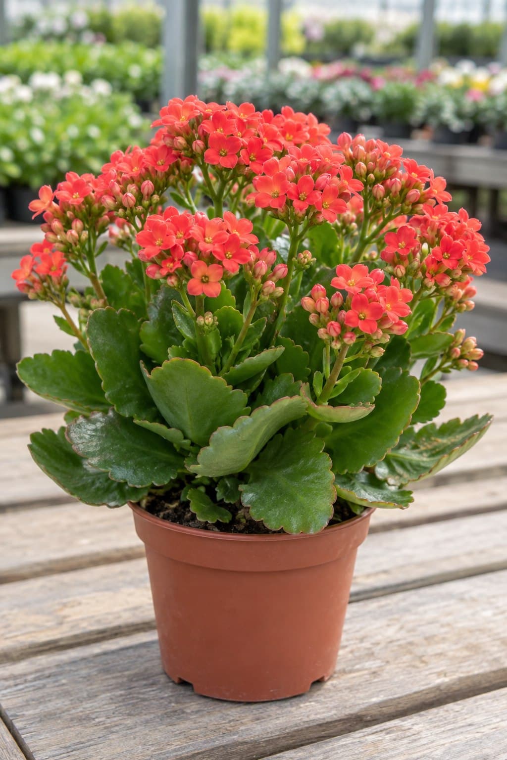 Kalanchoe