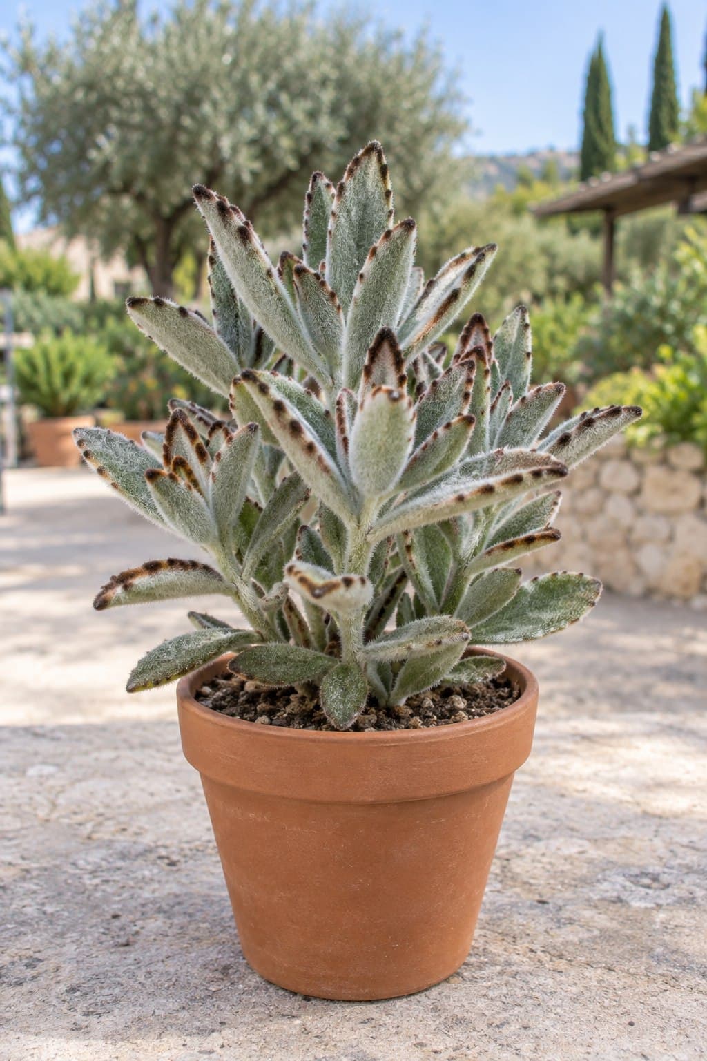 Kalanchoe Chocolate Soldier