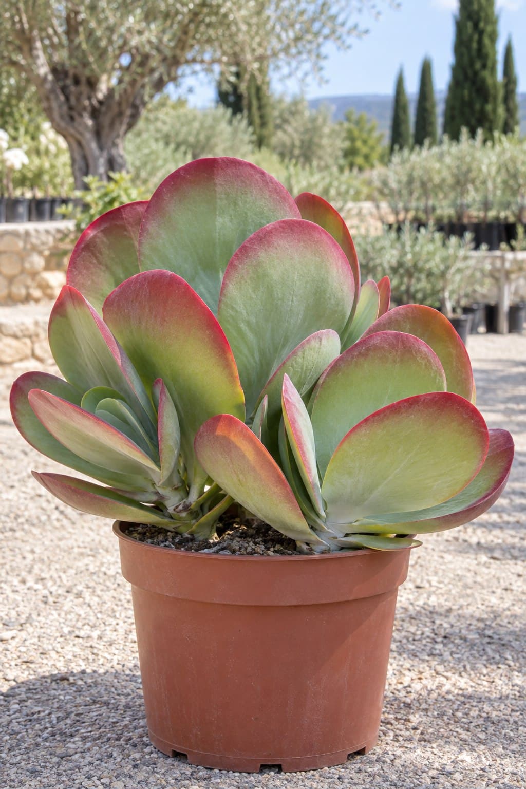 Kalanchoe de paletas