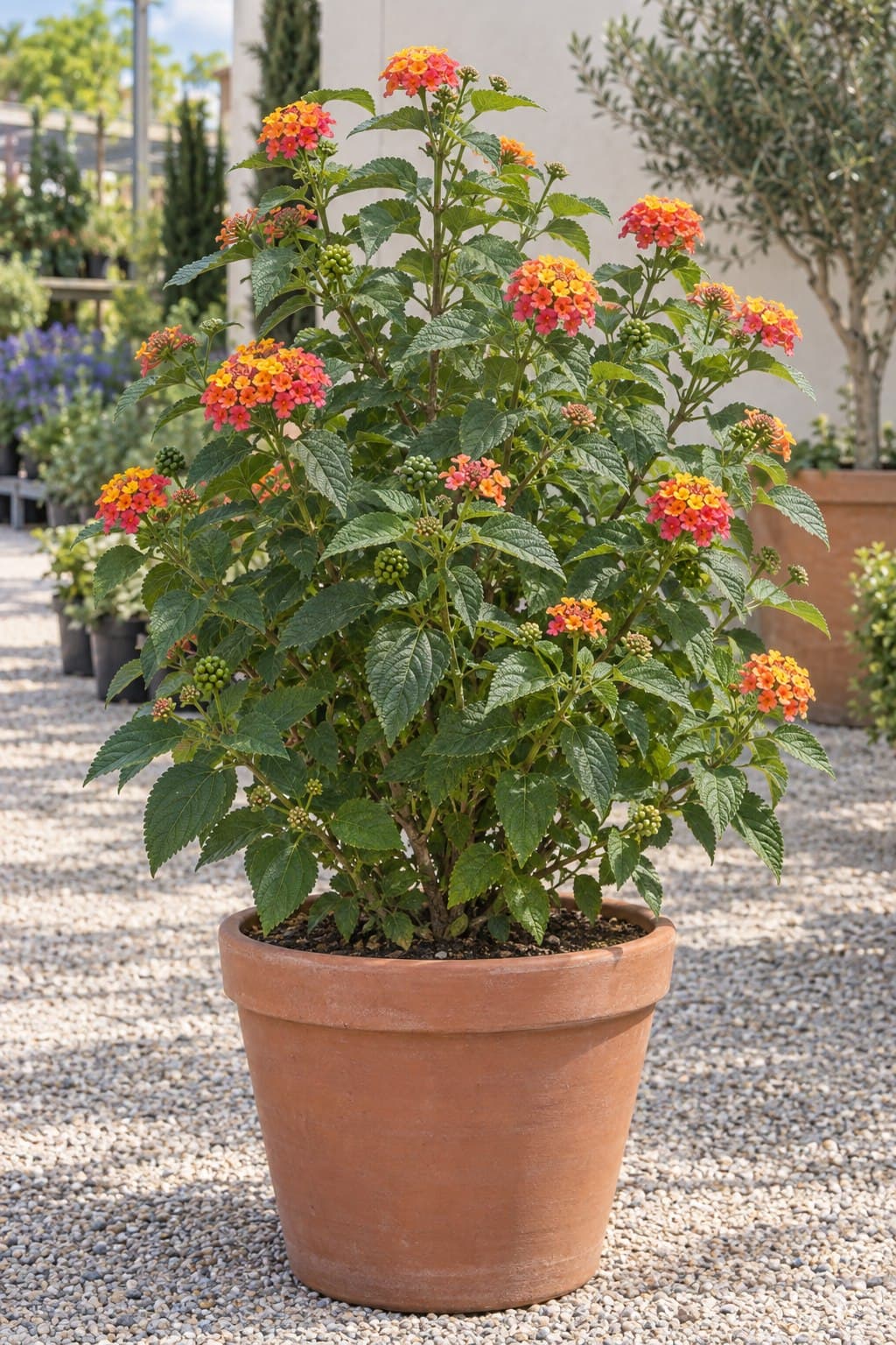 Lantana camara