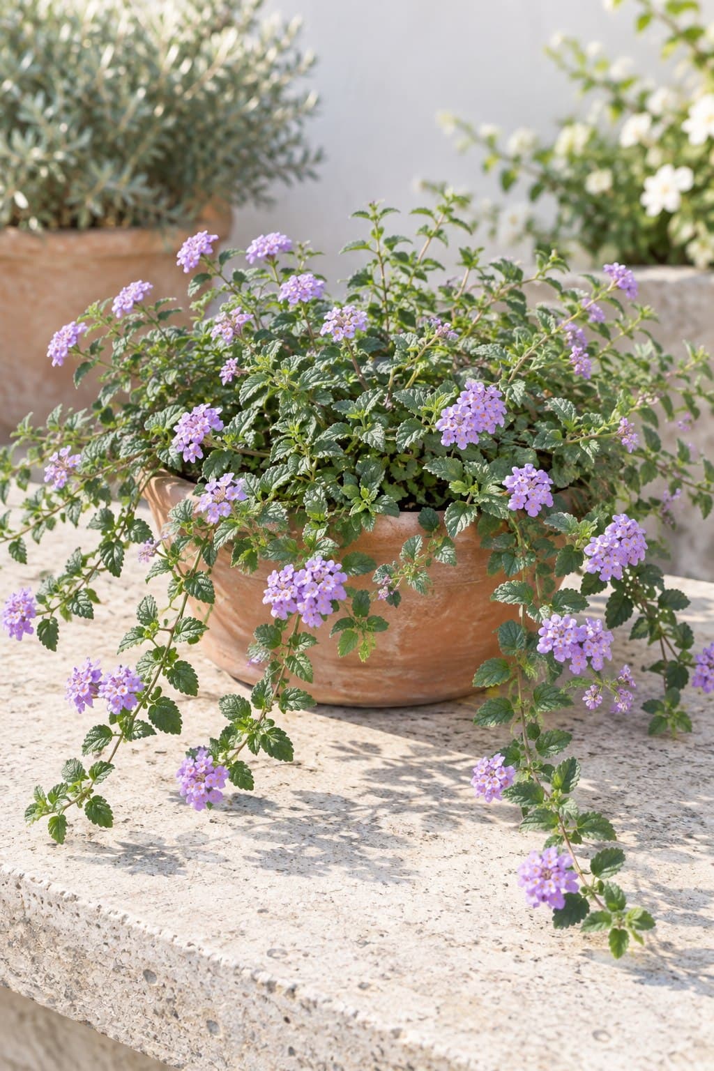Lantana rastrera
