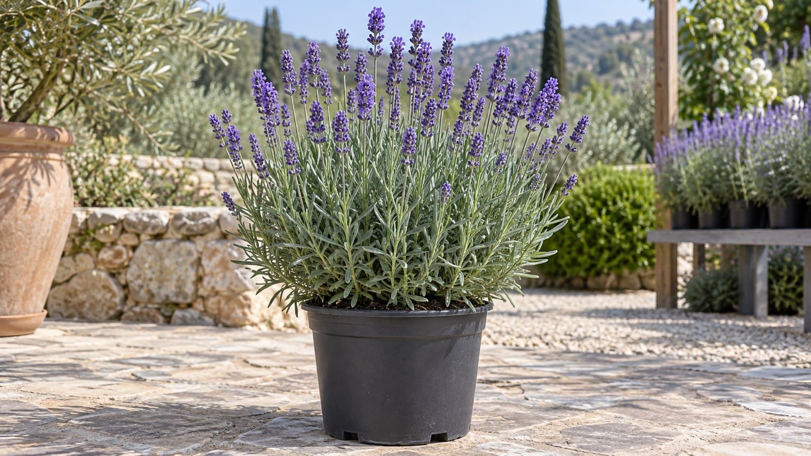 Lavanda inglesa