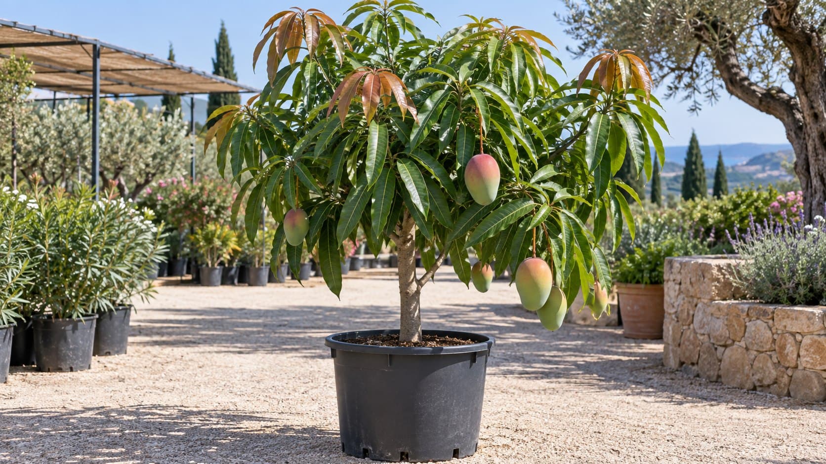 Mango