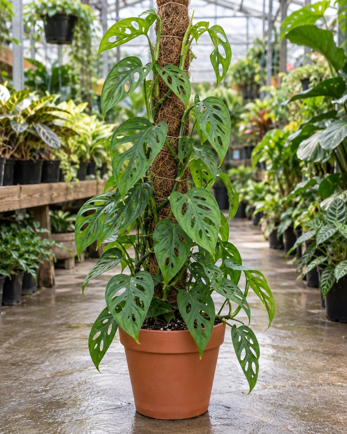 Monstera adansonii