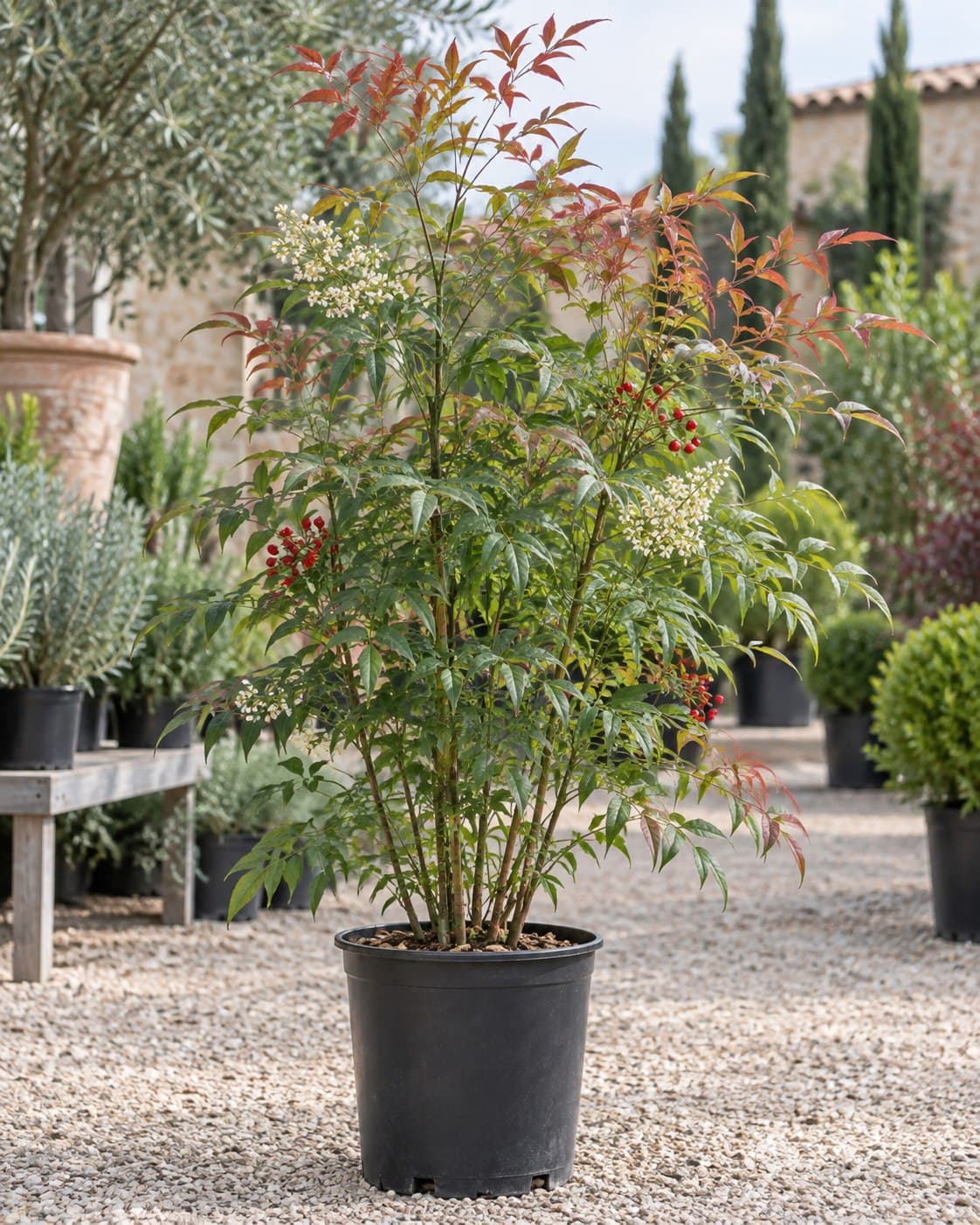 Nandina