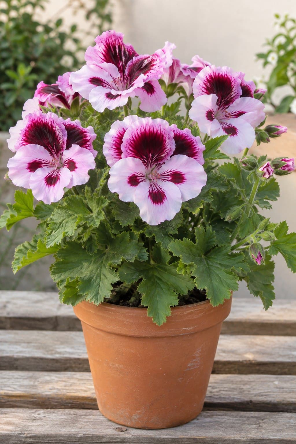 Pelargonio de pensamiento