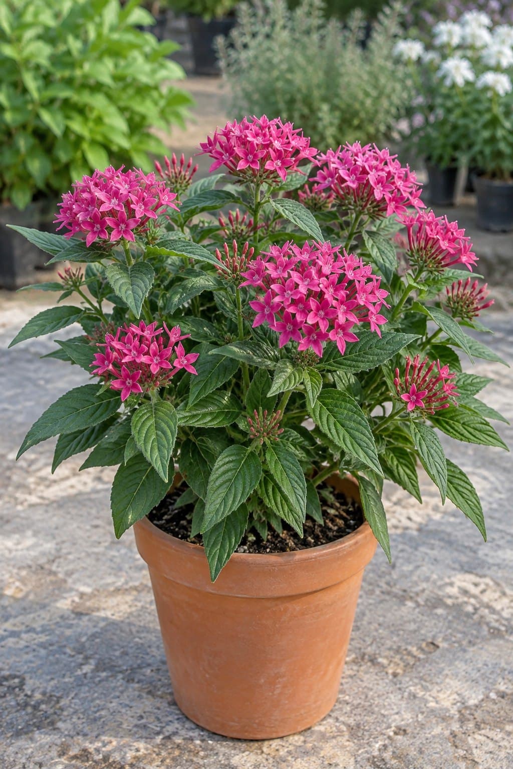 Pentas